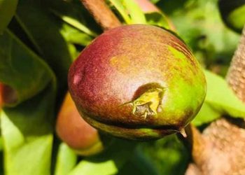 Μεγάλες καταστροφές στα ροδάκινα του Βελβεντού- Το χαλάζι χτύπησε το μισό κάμπο- Τις επόμενες ημέρες οι οριστικές εκτιμήσεις