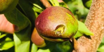 Μεγάλες καταστροφές στα ροδάκινα του Βελβεντού- Το χαλάζι χτύπησε το μισό κάμπο- Τις επόμενες ημέρες οι οριστικές εκτιμήσεις