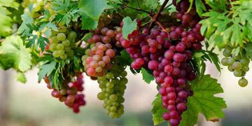 Π.Ε. Φλώρινας: «Υποβολή αιτήσεων για πρώιμη συγκομιδής σταφυλιών για την περίοδο 2020-2022»