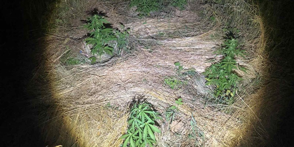 Συνελήφθη 41χρονος για καλλιέργεια 12 δενδρυλλίων κάνναβης, σε περιοχές της Καστοριάς