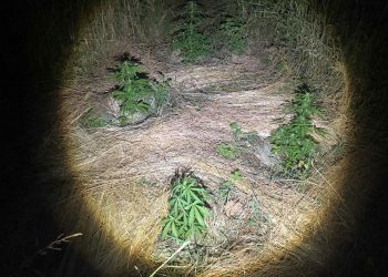 Συνελήφθη 41χρονος για καλλιέργεια 12 δενδρυλλίων κάνναβης, σε περιοχές της Καστοριάς