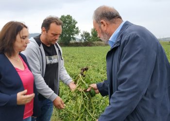 Καλλιόπη Βέττα: Η κυβέρνηση οφείλει να εκκινήσει άμεσα τις διαδικασίες και να αποζημιώσει το 100% της ζημιάς από την κακοκαιρία και τις χαλαζοπτώσεις – Επίσκεψη στο Δρέπανο