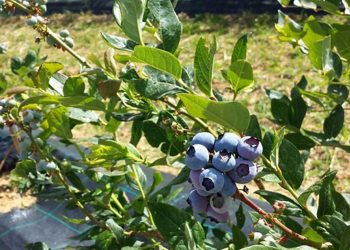 Εκτός αποζημιώσεων προανθικού οι παραγωγοί μύρτιλων και αμύγδαλων σε Φλώρινα και Κοζάνη- Το ΦΕΚ δεν τους συμπεριλαμβάνει στους δικαιούχους