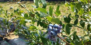 Εκτός αποζημιώσεων προανθικού οι παραγωγοί μύρτιλων και αμύγδαλων σε Φλώρινα και Κοζάνη- Το ΦΕΚ δεν τους συμπεριλαμβάνει στους δικαιούχους