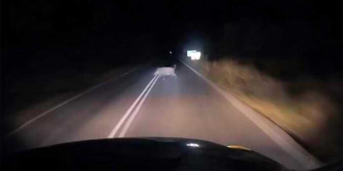 ΠΡΟΣΟΧΗ στους Οδηγούς, που κινούνται στην Εθνική Οδό Πτολεμαΐδας -Κοζάνης, καθώς συχνά τη διασχίζουν αγριογούρουνα ! (της Κούλας Πουλασιχίδου)