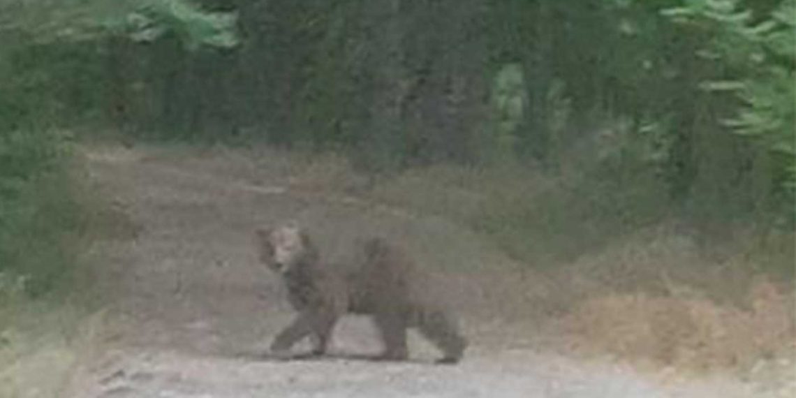 Αρκούδα εμφανίστηκε στο Καστράκι Γρεβενών (φώτο-βίντεο)