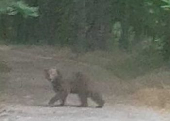 Αρκούδα εμφανίστηκε στο Καστράκι Γρεβενών (φώτο-βίντεο)