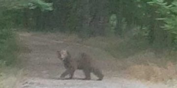 Αρκούδα εμφανίστηκε στο Καστράκι Γρεβενών (φώτο-βίντεο)