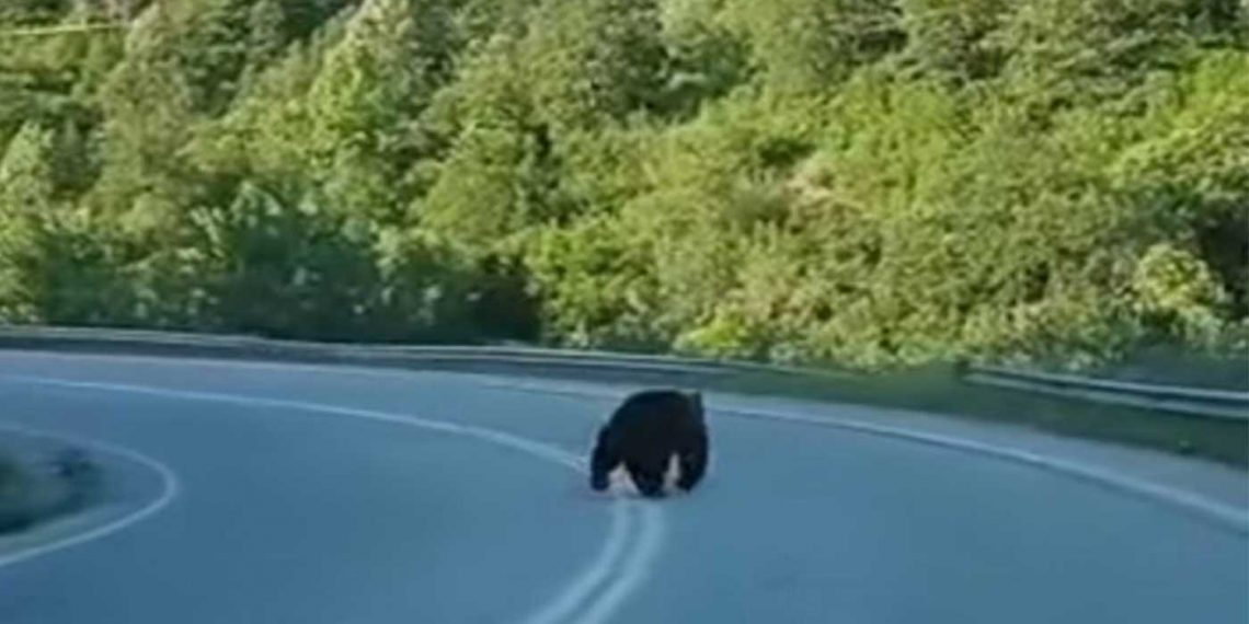 Αρκούδα στο δρόμο για Πεντάλοφο- Βίντεο