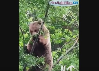 Νυμφαίο:Αρκούδα ..απολαμβάνει το φαγητό της πάνω στο δέντρο ! (video)