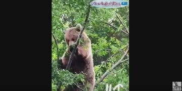 Νυμφαίο:Αρκούδα ..απολαμβάνει το φαγητό της πάνω στο δέντρο ! (video)