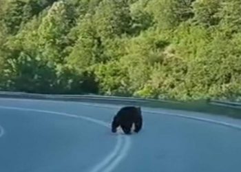 Αρκούδα στο δρόμο για Πεντάλοφο- Βίντεο