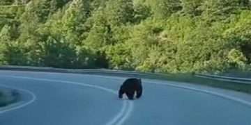 Αρκούδα στο δρόμο για Πεντάλοφο- Βίντεο