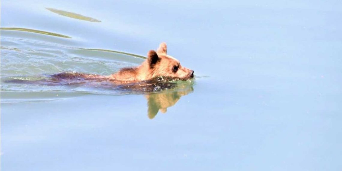 Καστοριά: Αρκούδα κολύμπησε στη λίμνη και λίγο έλειψε να βγει…βόλτα στο κέντρο της πόλης