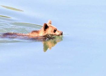 Καστοριά: Αρκούδα κολύμπησε στη λίμνη και λίγο έλειψε να βγει…βόλτα στο κέντρο της πόλης