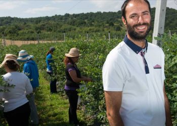 Τα μύρτιλα από το Αμύνταιο Φλώρινας που φτάνουν σε όλη την Ασία!