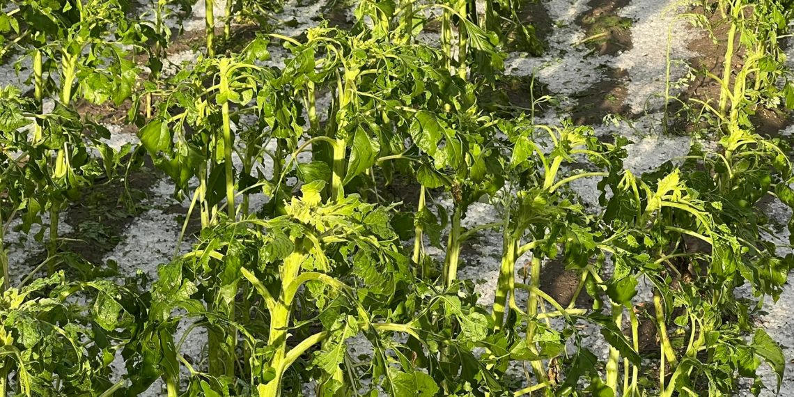 Ολική καταστροφή στον κάμπο του Δρεπάνου από το χαλάζι- «Δεν βλέπαμε ο ένας τον άλλο»