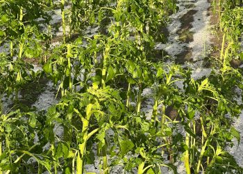 Ολική καταστροφή στον κάμπο του Δρεπάνου από το χαλάζι- «Δεν βλέπαμε ο ένας τον άλλο»