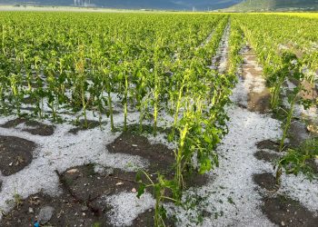 Ολική καταστροφή στον κάμπο του Δρεπάνου από το χαλάζι- «Δεν βλέπαμε ο ένας τον άλλο»