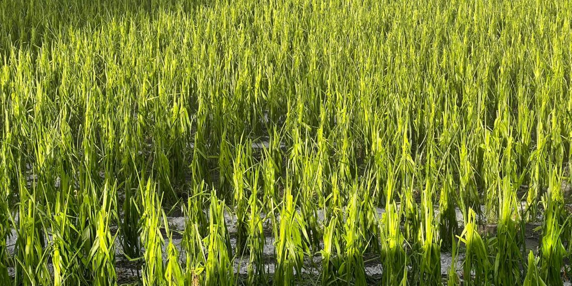 Ολική καταστροφή στον κάμπο του Δρεπάνου από το χαλάζι- «Δεν βλέπαμε ο ένας τον άλλο»