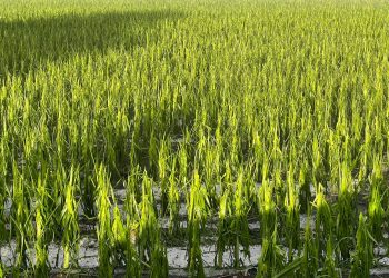 Ολική καταστροφή στον κάμπο του Δρεπάνου από το χαλάζι- «Δεν βλέπαμε ο ένας τον άλλο»