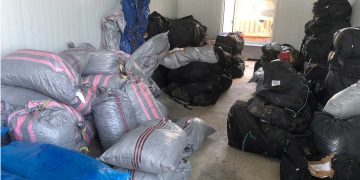 Πάνω από ένας τόνος ακατέργαστης κάνναβης καταστράφηκε χθες σε περιοχές της Κοζάνης