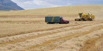 Χωρίς παραγωγή και τα χωράφια των Γρεβενών- Ανομβρία 50 ημερών κατέστρεψε τα σιτηρά- Αίτημα για ένταξη στα ΠΣΕΑ