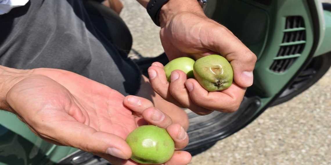Στις πληγείσες από το χαλάζι μηλοκαλλιέργειες ο Δήμαρχος Καστοριάς -Ενέργειες για αποζημιώσεις των ζημιών που έγιναν και στις οικίες