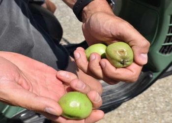 Στις πληγείσες από το χαλάζι μηλοκαλλιέργειες ο Δήμαρχος Καστοριάς -Ενέργειες για αποζημιώσεις των ζημιών που έγιναν και στις οικίες