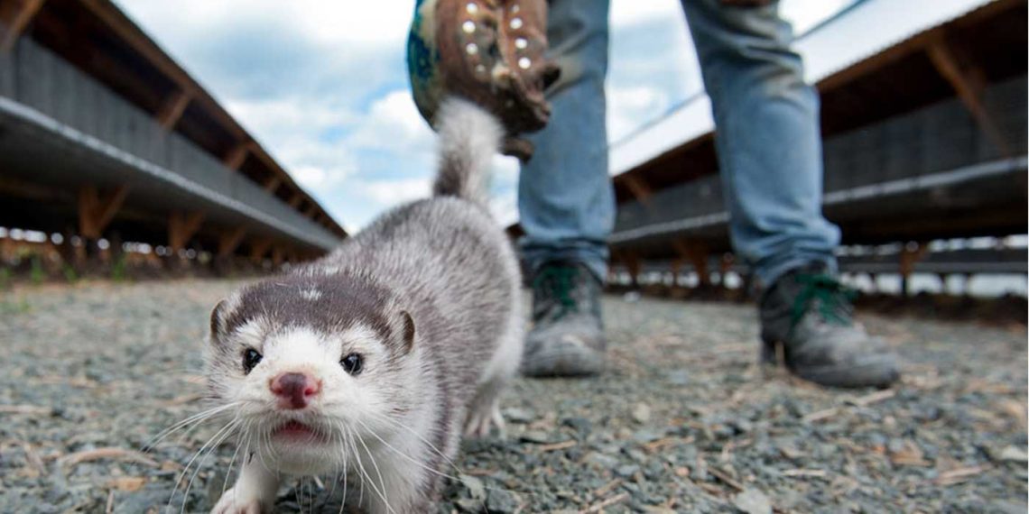 Υπογράφτηκε η ΚΥΑ για την χρηματοδότηση των παραγωγών γουνοφόρων ζώων
