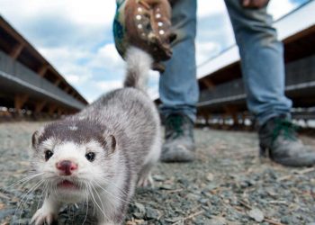 Υπογράφτηκε η ΚΥΑ για την χρηματοδότηση των παραγωγών γουνοφόρων ζώων