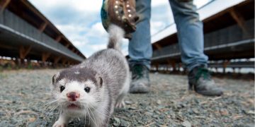 Υπογράφτηκε η ΚΥΑ για την χρηματοδότηση των παραγωγών γουνοφόρων ζώων