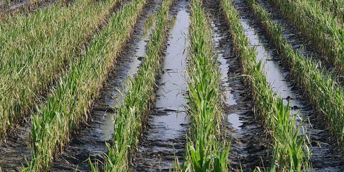 Ερώτηση του ΠΑΣΟΚ-ΚΙΝΑΛ στη Βουλή για τις αποζημιώσεις για τους αγρότες Ελλησπόντου και Υψηλάντη