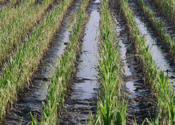 Ερώτηση του ΠΑΣΟΚ-ΚΙΝΑΛ στη Βουλή για τις αποζημιώσεις για τους αγρότες Ελλησπόντου και Υψηλάντη