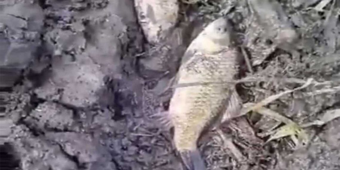 Απίστευτο-Τα πλημμυρισμένα χωράφια στο Μαυροδέντρι έγιναν… Θερμαϊκός! – Μέσα στις καλλιέργειες βρήκαν…ψάρια! – Δείτε το βίντεο