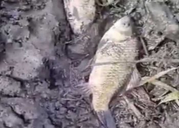 Απίστευτο-Τα πλημμυρισμένα χωράφια στο Μαυροδέντρι έγιναν… Θερμαϊκός! – Μέσα στις καλλιέργειες βρήκαν…ψάρια! – Δείτε το βίντεο