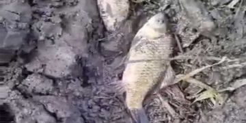 Απίστευτο-Τα πλημμυρισμένα χωράφια στο Μαυροδέντρι έγιναν… Θερμαϊκός! – Μέσα στις καλλιέργειες βρήκαν…ψάρια! – Δείτε το βίντεο