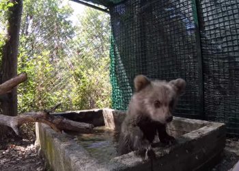 ΑΡΚΤΟΥΡΟΣ: Το πρώτο μπάνιο του Θωμά!