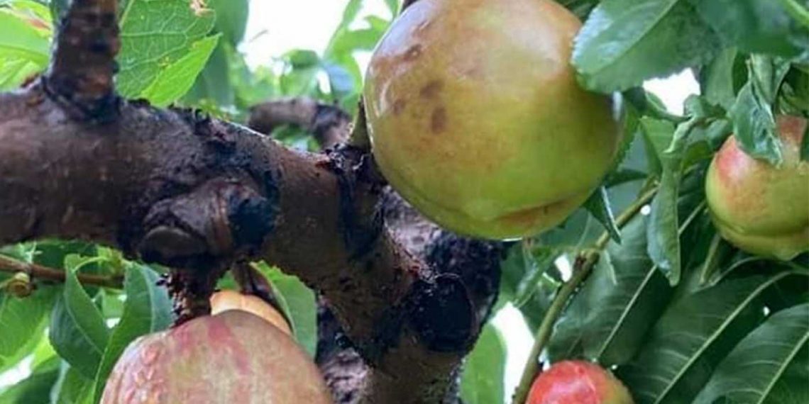 Το πρωί εγκαίνια, το απόγευμα καταστροφή- Το χαλάζι διέλυσε τον κάμπο του Βελβεντού