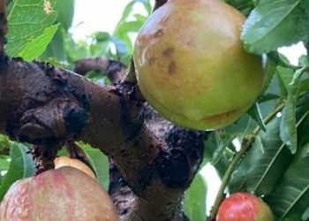 Το πρωί εγκαίνια, το απόγευμα καταστροφή- Το χαλάζι διέλυσε τον κάμπο του Βελβεντού