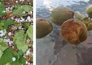 Νέες φωτογραφίες & video από το καταστροφικό χαλάζι που έπεσε χθες στην περιοχή του Αμυνταίου