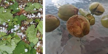 Νέες φωτογραφίες & video από το καταστροφικό χαλάζι που έπεσε χθες στην περιοχή του Αμυνταίου