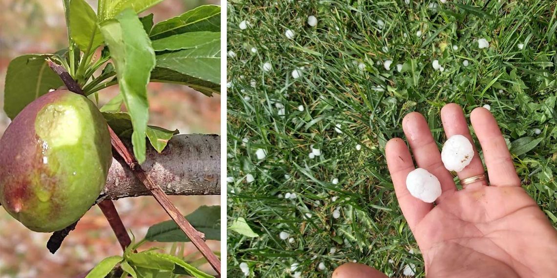 Ολική καταστροφή στις καλλιέργειες από το χαλάζι σε Αμύνταιο & Κάμπο Βεγόρας -Δ. Κρητικού: «Ο πάγος άχνιζε» – Στην περιοχή ο ΕΛΓΑ (ΦΩΤΟ)