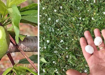 Ολική καταστροφή στις καλλιέργειες από το χαλάζι σε Αμύνταιο & Κάμπο Βεγόρας  -Δ. Κρητικού: «Ο πάγος άχνιζε» – Στην περιοχή ο ΕΛΓΑ (ΦΩΤΟ)