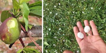 Ολική καταστροφή στις καλλιέργειες από το χαλάζι σε Αμύνταιο & Κάμπο Βεγόρας  -Δ. Κρητικού: «Ο πάγος άχνιζε» – Στην περιοχή ο ΕΛΓΑ (ΦΩΤΟ)