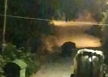 Καστοριά: Αρκούδα μέσα στην Πεντάβρυσο! (βίντεο)