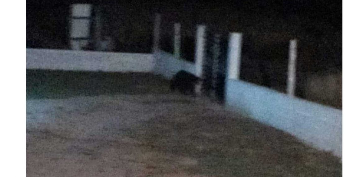 Αρκούδα εμφανίστηκε στην Τ.Κ. Φανού το βράδυ της Τετάρτης