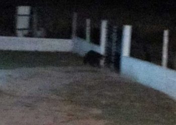 Αρκούδα εμφανίστηκε στην Τ.Κ. Φανού το βράδυ της Τετάρτης