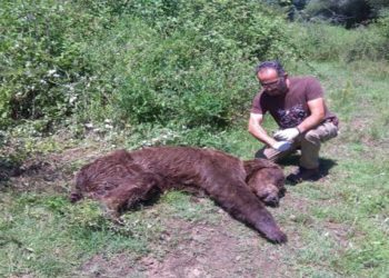 Καστοριά: Έπεσε στην παγίδα η αρκούδα στο ύψωμα του Προφήτη Ηλία