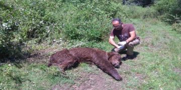 Καστοριά: Έπεσε στην παγίδα η αρκούδα στο ύψωμα του Προφήτη Ηλία